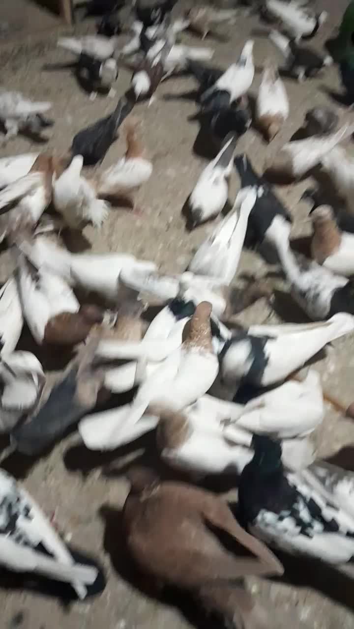 کبوتر رنگی|پرنده|قم, کاسه گران|دیوار