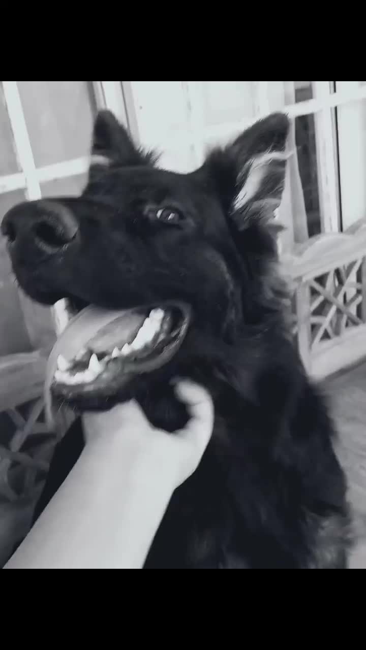 سگ ژرمن|سگ|کرج, باغ سیب|دیوار