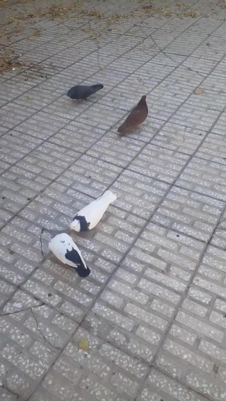 کفتردورود|پرنده|دورود, |دیوار