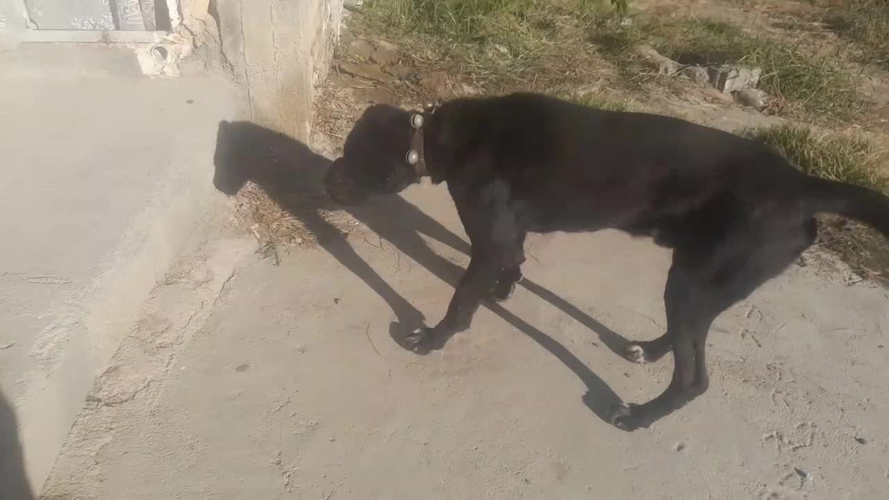 سگ گله|سگ|مانه, |دیوار