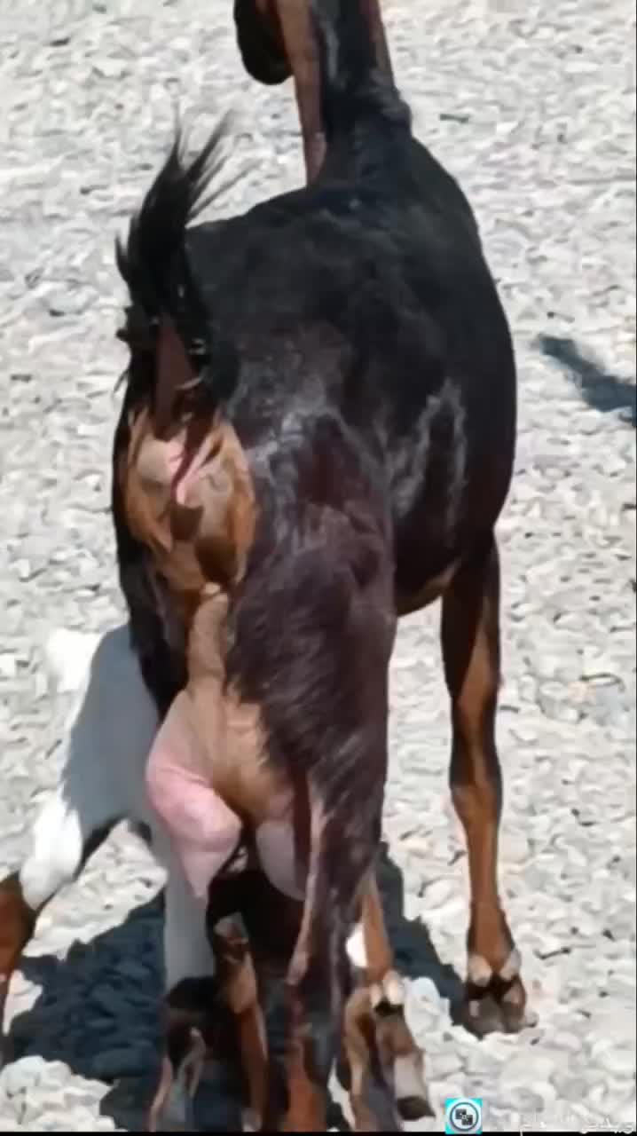 بز کهره بنگالی دو کیلو شیر موقعیت جیرفت|حیوانات مزرعه|کرمان, |دیوار