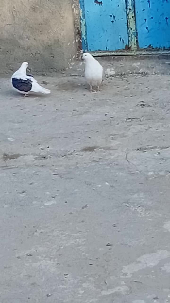 کبوتر دوکت نو ریز|پرنده|کبودرآهنگ, |دیوار