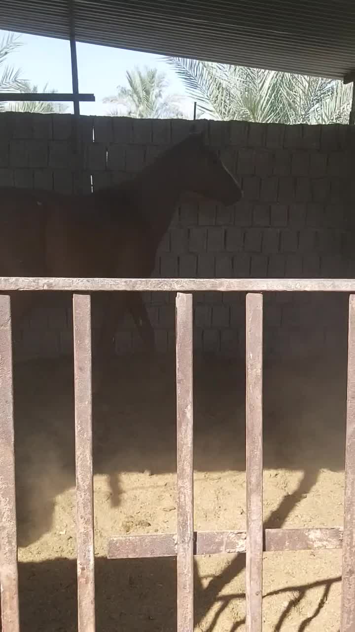 اسب|اسب و تجهیزات اسبسواری|بوشهر, |دیوار