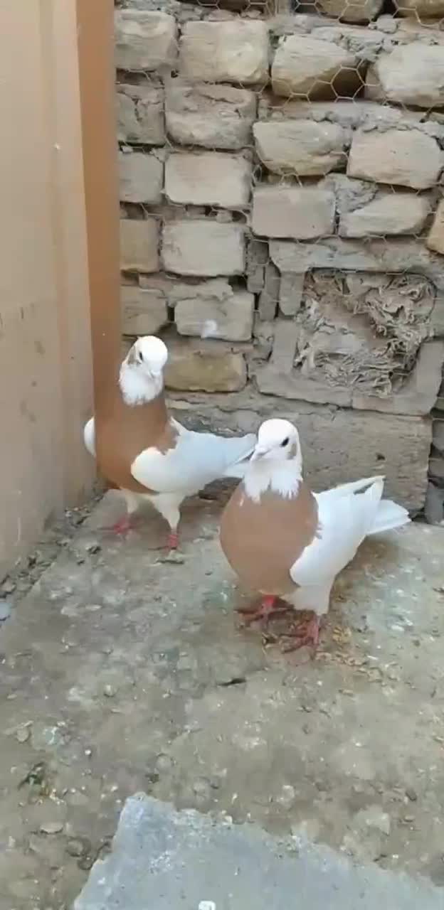 طوقی|پرنده|بناب, |دیوار