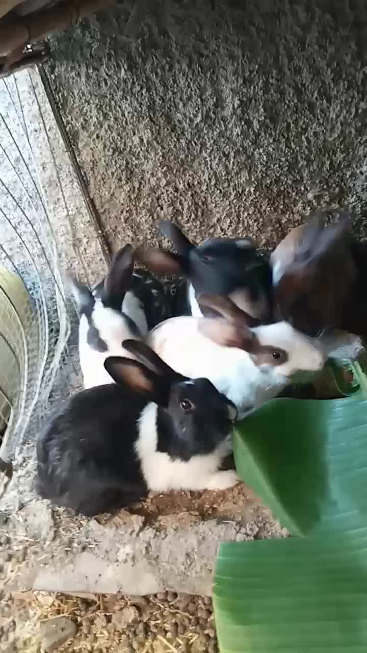 خرگوش|موش و خرگوش|آق قلا, |دیوار