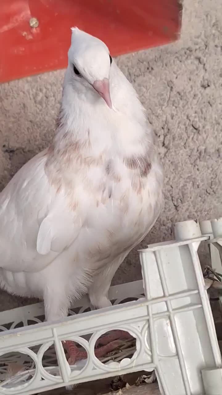 کبوتر رنگی پرشی|پرنده|عسلویه, |دیوار