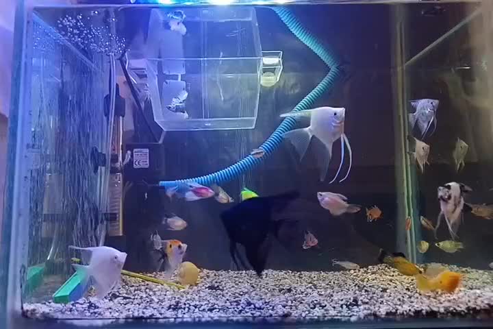 ماهی و وسایل|ماهی|قزوین, |دیوار