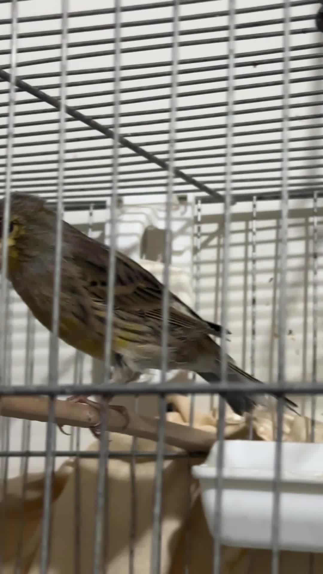 قناری|پرنده|اندیشه, اندیشه فاز ۱|دیوار