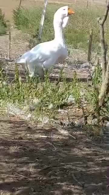 غاز خالماگور اصیل|حیوانات مزرعه|قائمشهر, |دیوار