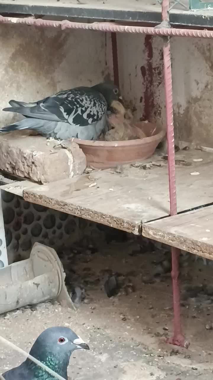 پلاکی|پرنده|محمدشهر, هزار واحدی|دیوار