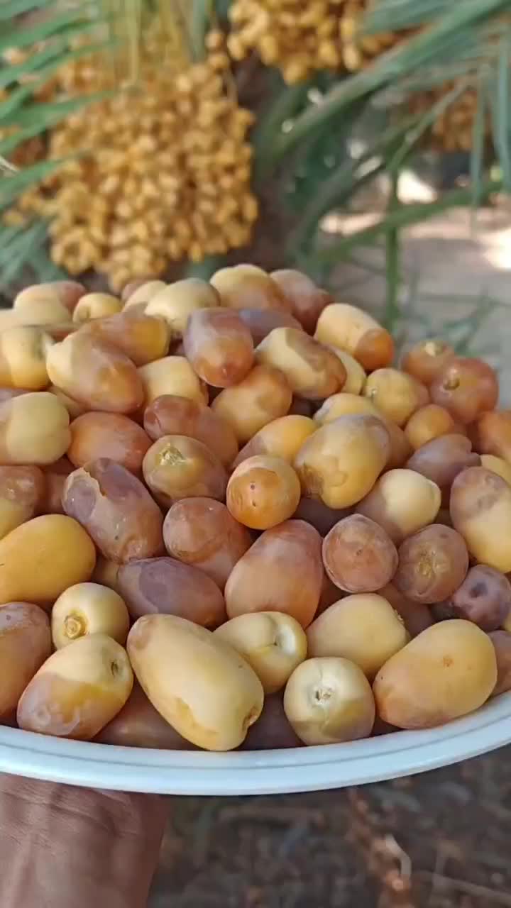 سفارش نخل خرما پاجوش برحی تنه ارتفاع متری|خدمات باغبانی و درختکاری|اهواز, دانشگاه چمران|دیوار