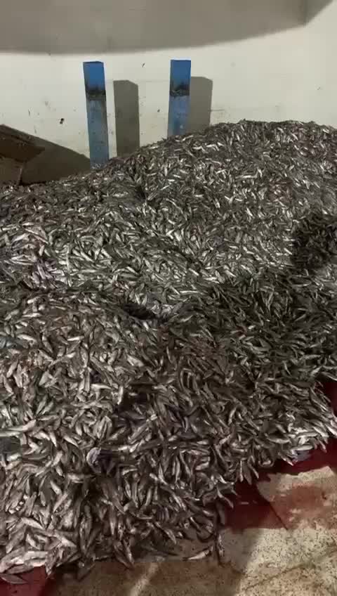 ماردون اسکرو دیگ بچ پیش پخت پرس روغن خط پودر بخار|ماشینآلات صنعتی|تهران, هفت چنار|دیوار