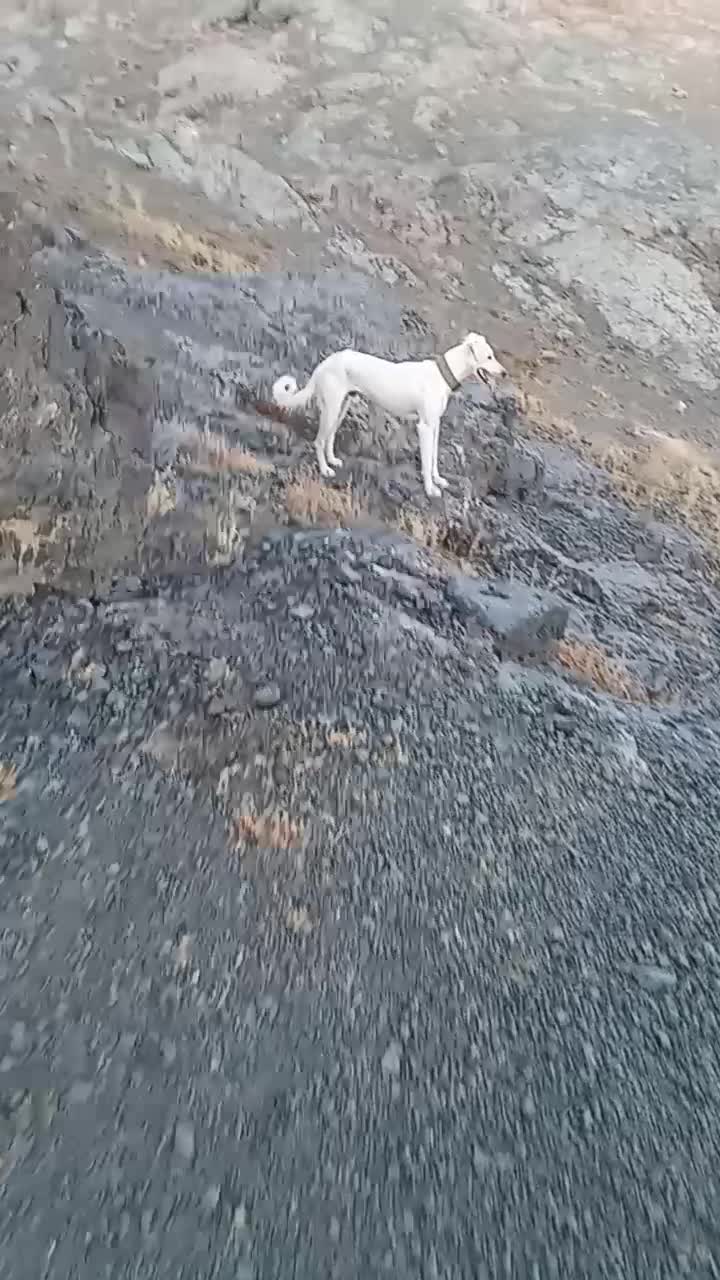 سگ دورگ تازی شکاری گله ای|سگ|سنقر, |دیوار