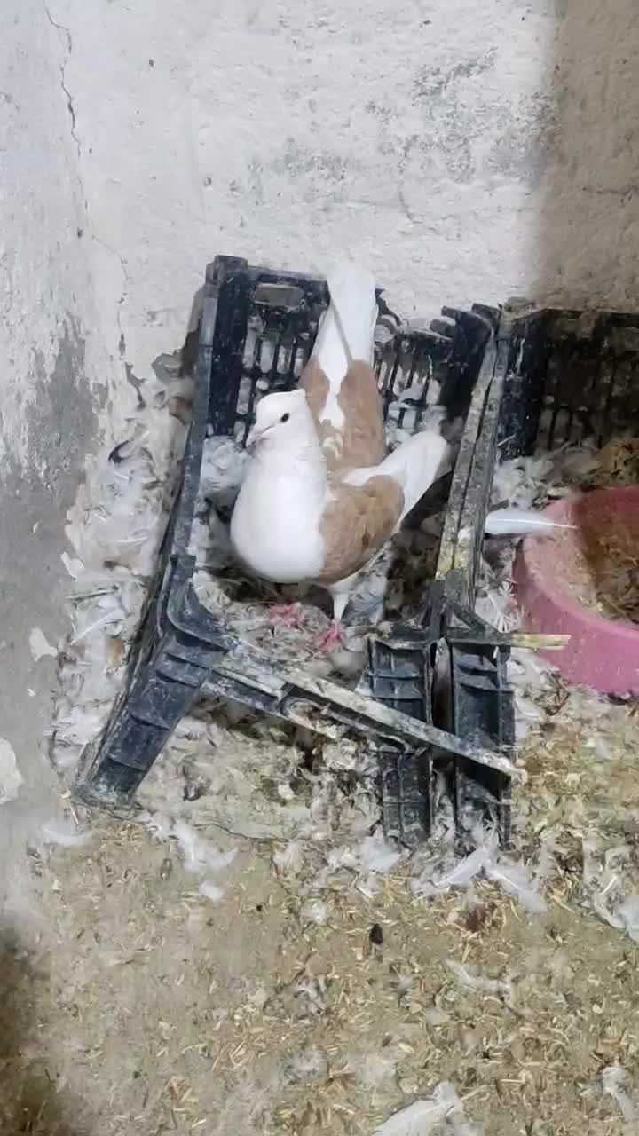 کبوتر در پرنده ها|پرنده|پلدختر, |دیوار