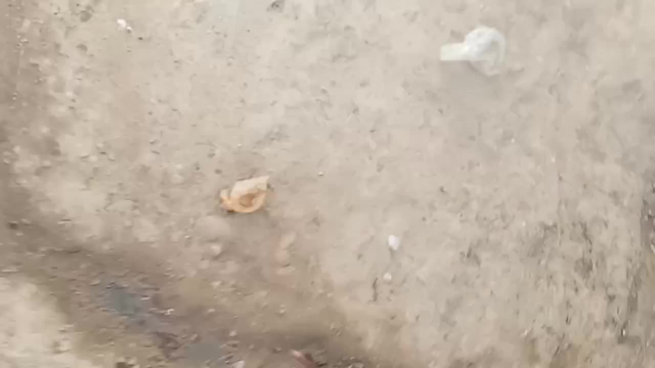 سک دنبلان|سگ|گلی داغ, |دیوار