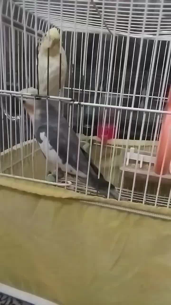 نر وماده عروس هلندی|پرنده|کاشمر, |دیوار