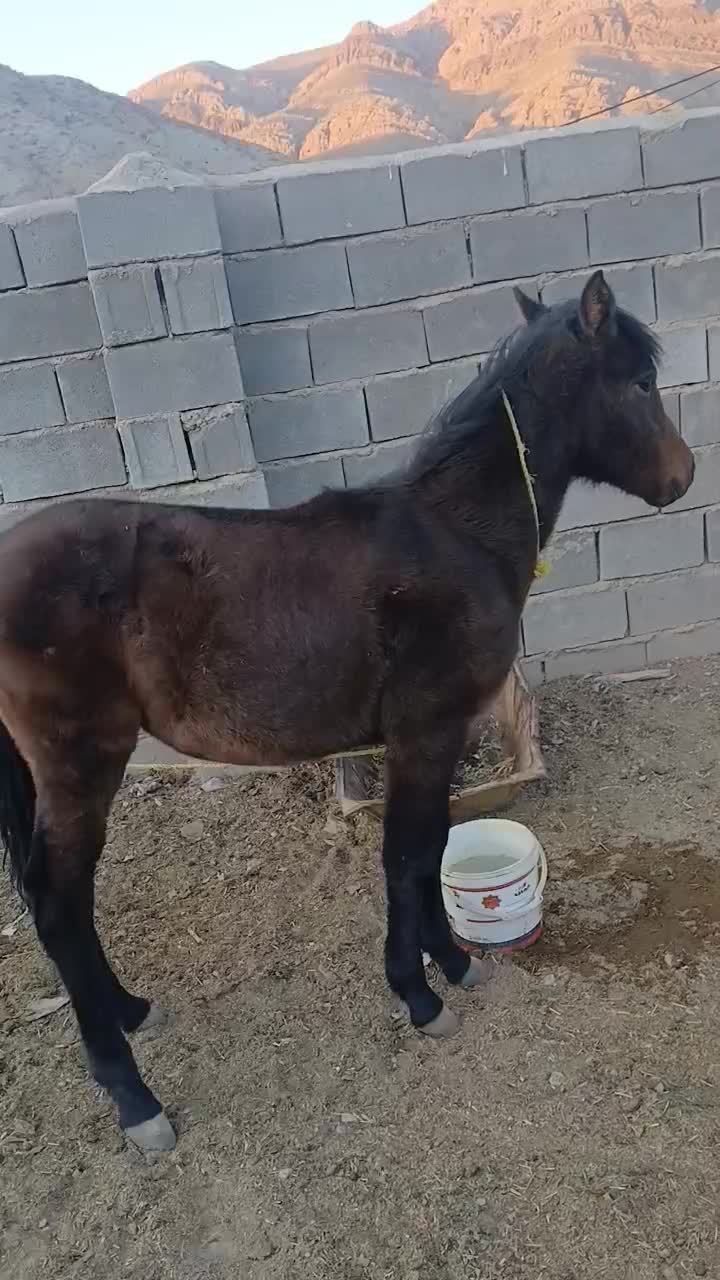 فروش کره اسب|اسب و تجهیزات اسبسواری|قوچان, |دیوار