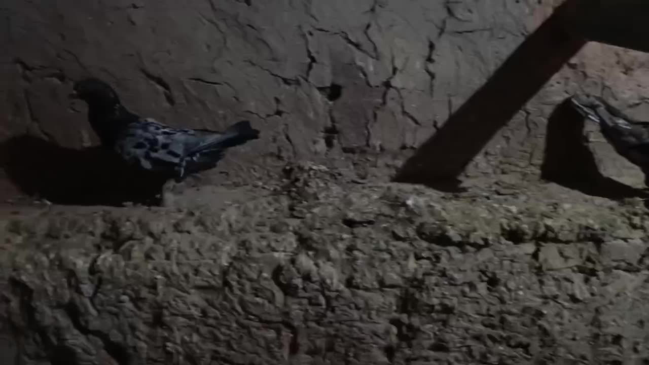 کبوتر هفت رنگ|پرنده|جوین, |دیوار