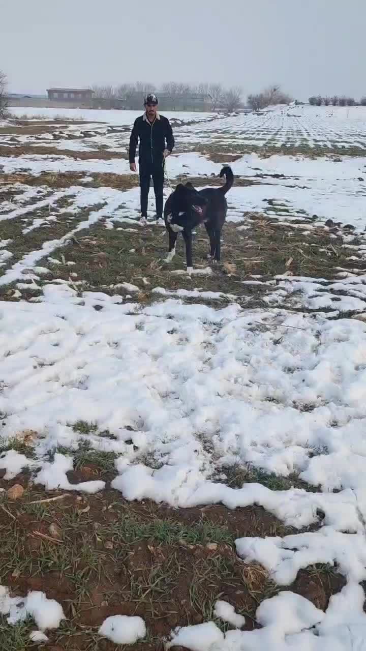 سگ سرابی|سگ|خنداب, |دیوار