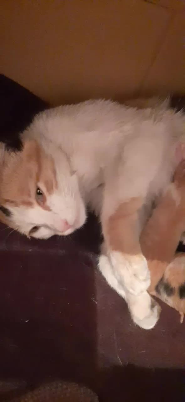 گربه نابینا|حیوانات|تبریز, |دیوار