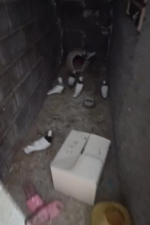 کبوتر طوقی تمیز|پرنده|لنده, |دیوار