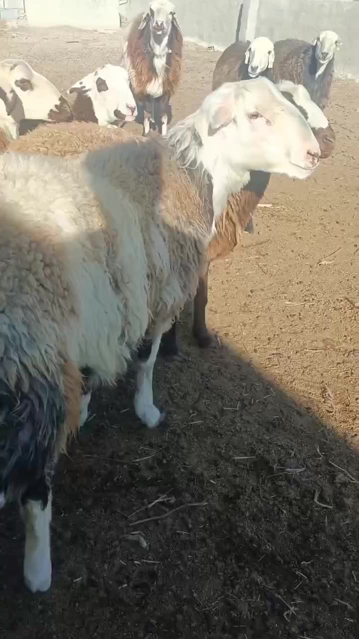 میش افشار و قوچ|حیوانات مزرعه|گلپایگان, |دیوار