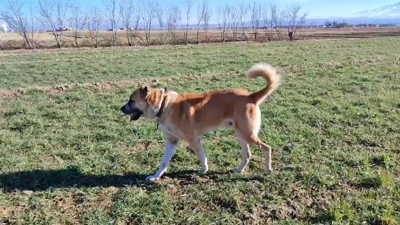 سگ خراسانی|سگ|خمین, |دیوار