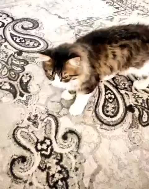 یه بچه گربه ۶ماهه ،نژاد دار باهوش|گربه|ایزدخواست, |دیوار