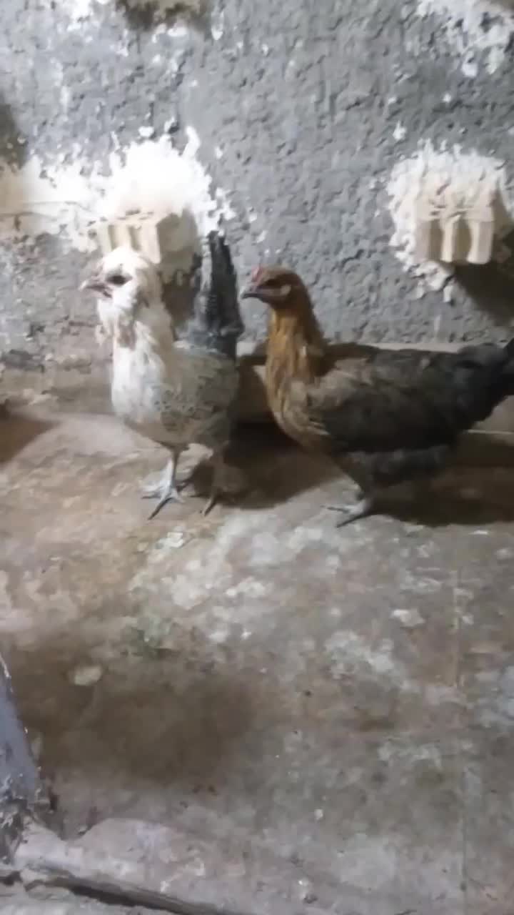 ۱عدد مرغ نژاد دار ۶۰۰ تومان ۱عدد مرغ جنگلی ۴۵۰|حیوانات مزرعه|مشهد, سجادیه|دیوار