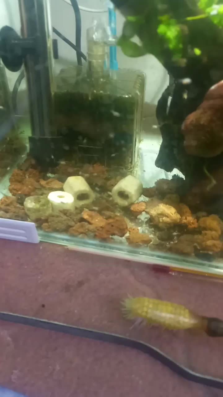 جوجه فلاور باکس ۲۰روزه.کت چوبی فنکوس کلمبیا|ماهی|ارومیه, |دیوار