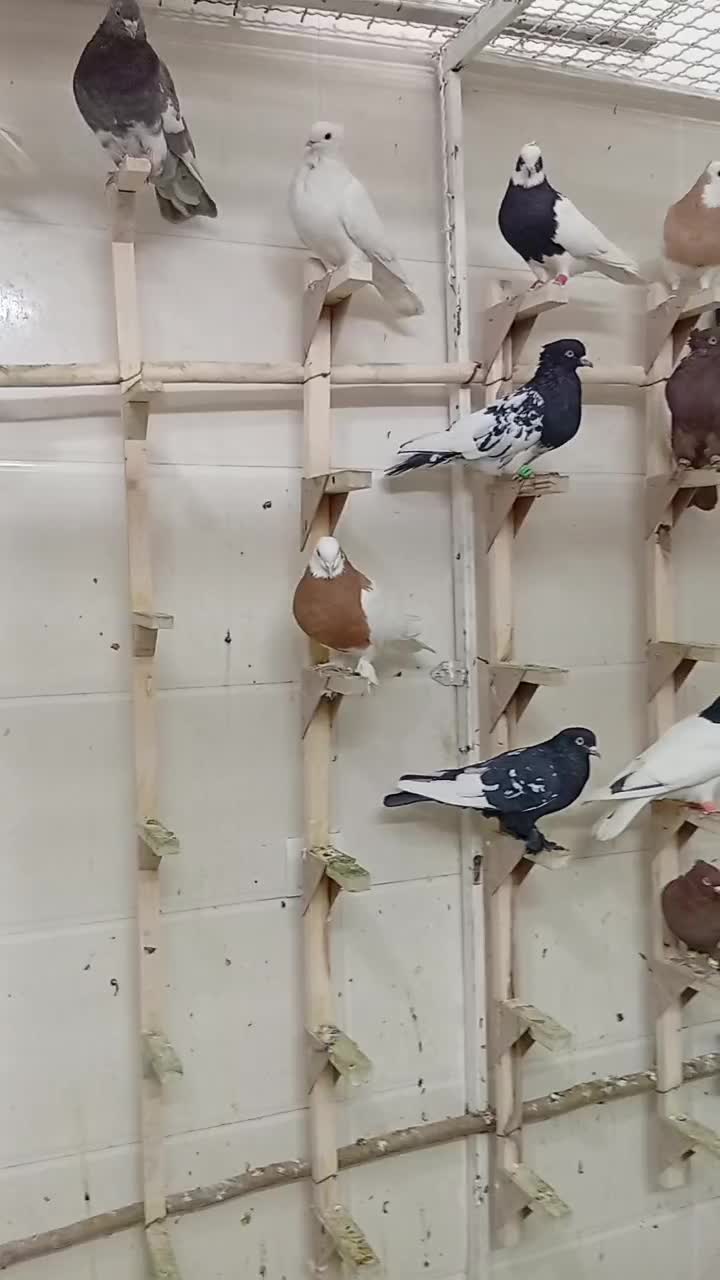 کبوتر یا کفتر بهبهانی و شهری جدید|پرنده|شیراز, کوشک میدان|دیوار