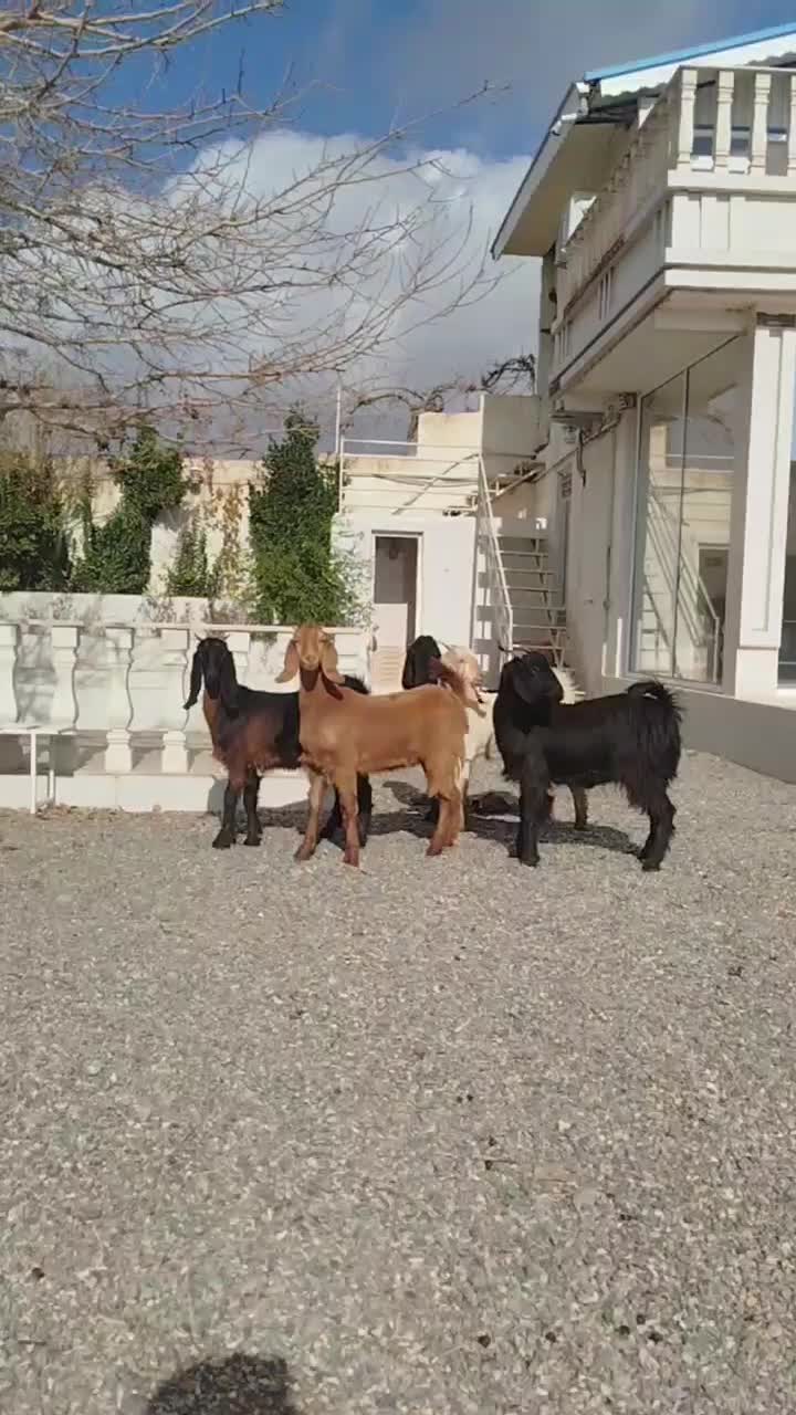 بزغاله|حیوانات مزرعه|کاشمر, |دیوار