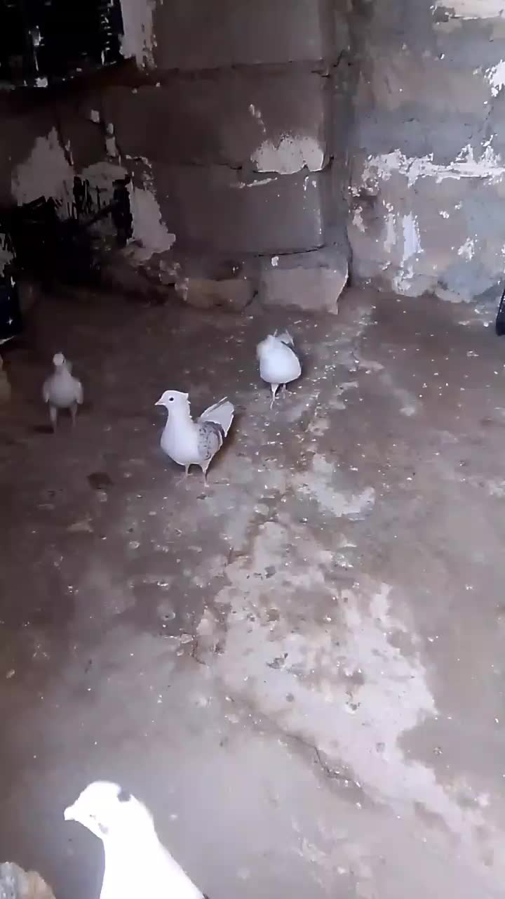 ...|پرنده|چگنی, |دیوار