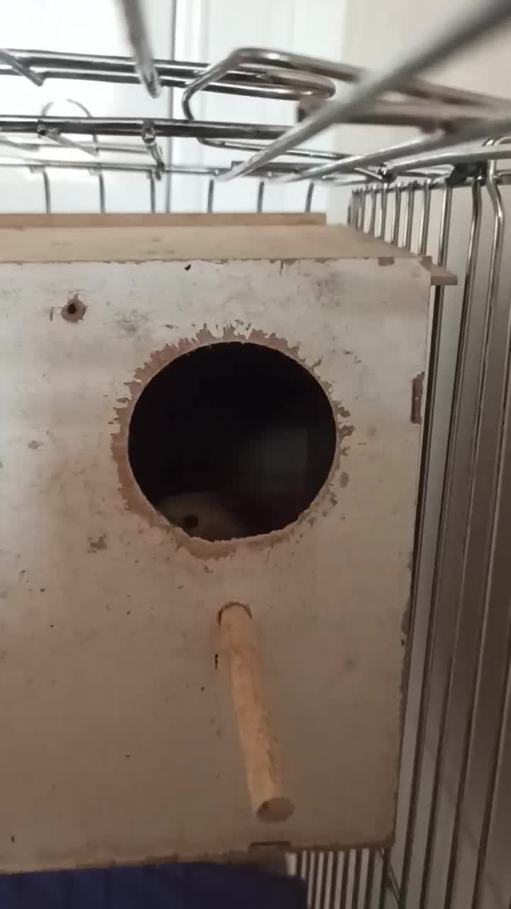 یک جفت عروس هلندی مولد.|پرنده|تکاب, |دیوار