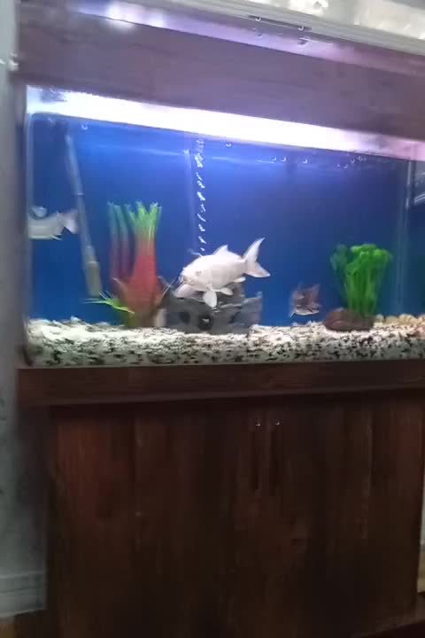 آکواریوم|ماهی|شهر ری, امین آباد|دیوار