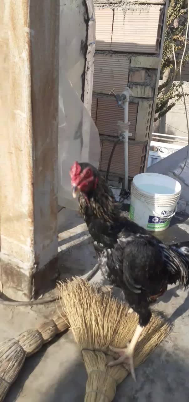 خروس‌اوشامو‌‌|حیوانات مزرعه|پیشوا, |دیوار