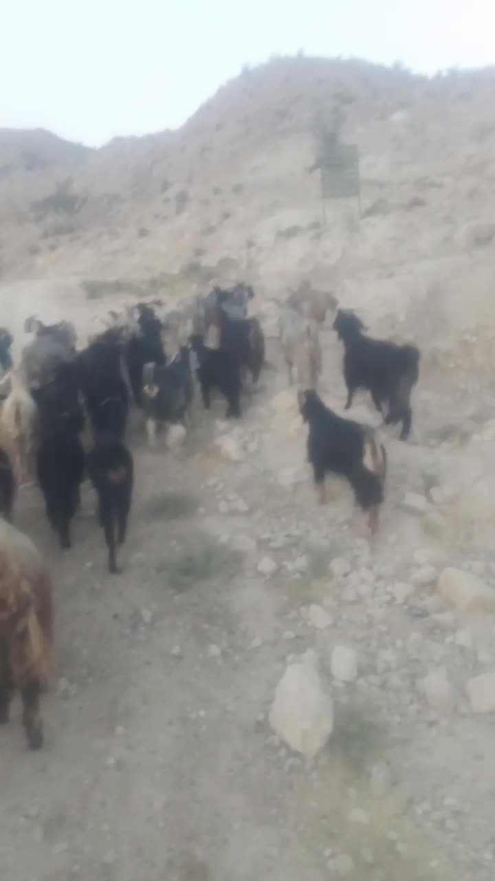 بزکهره|حیوانات مزرعه|کنار تخته و کمار, |دیوار