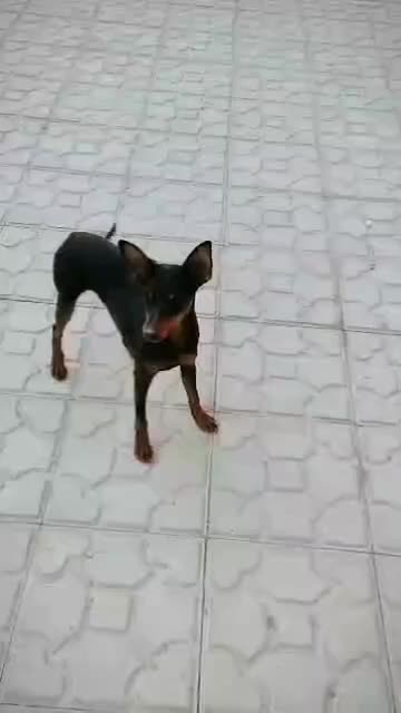 سگ دوبرمن مینیاتوری وارداتی آلمانی معاوضه|سگ|شیراز, منطقه هوایی شهید دوران|دیوار