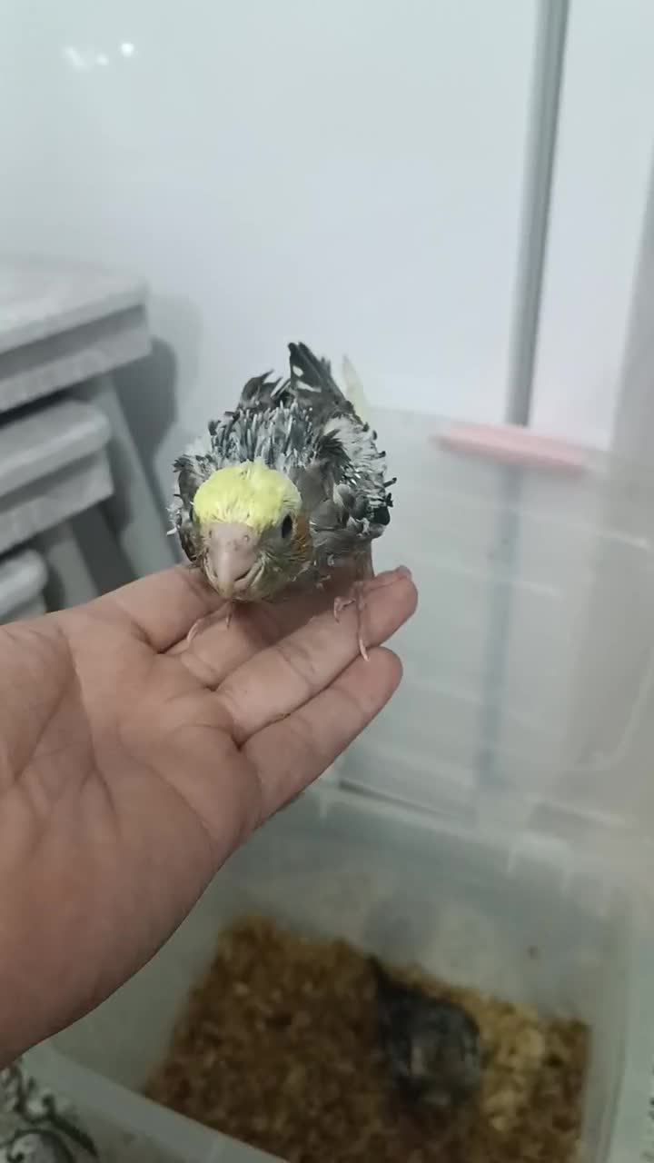 عروس هلندی|پرنده|تاکستان, |دیوار