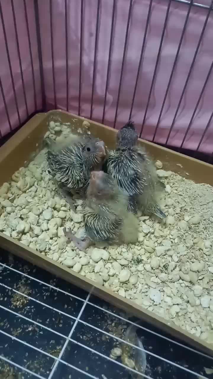 3 عدد عروس هلندی سرلاکی|پرنده|گلستان (تهران), |دیوار