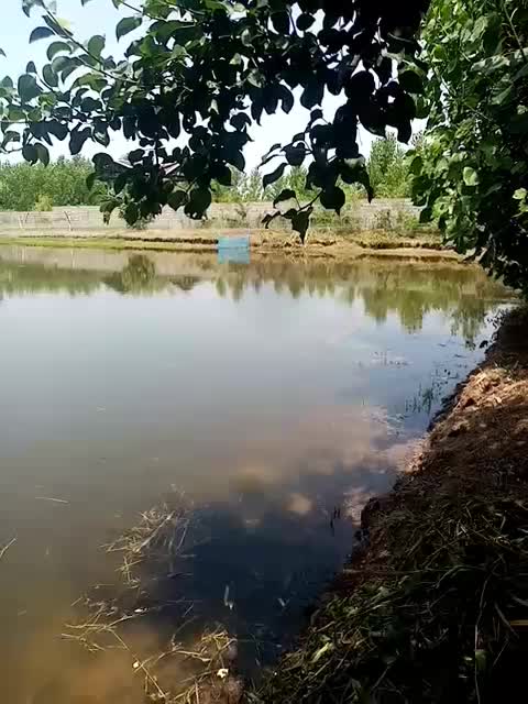 گرم یا سایز یک بند انگشت انواع ماهیان|ماهی|رشت, حومه رشت|دیوار