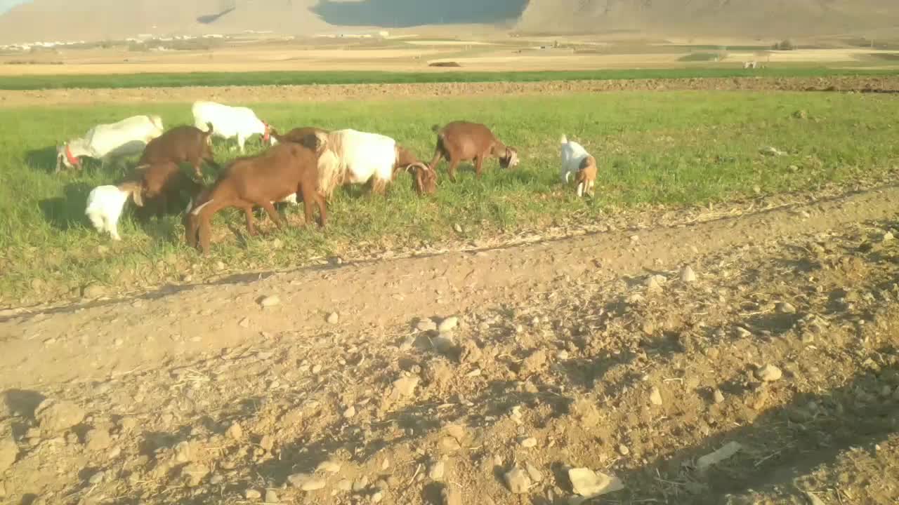 فروش ۹راس بز با۸ راس بزغاله|حیوانات مزرعه|داران, |دیوار