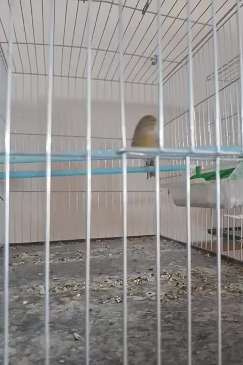 قناری3تا|پرنده|یزد, |دیوار