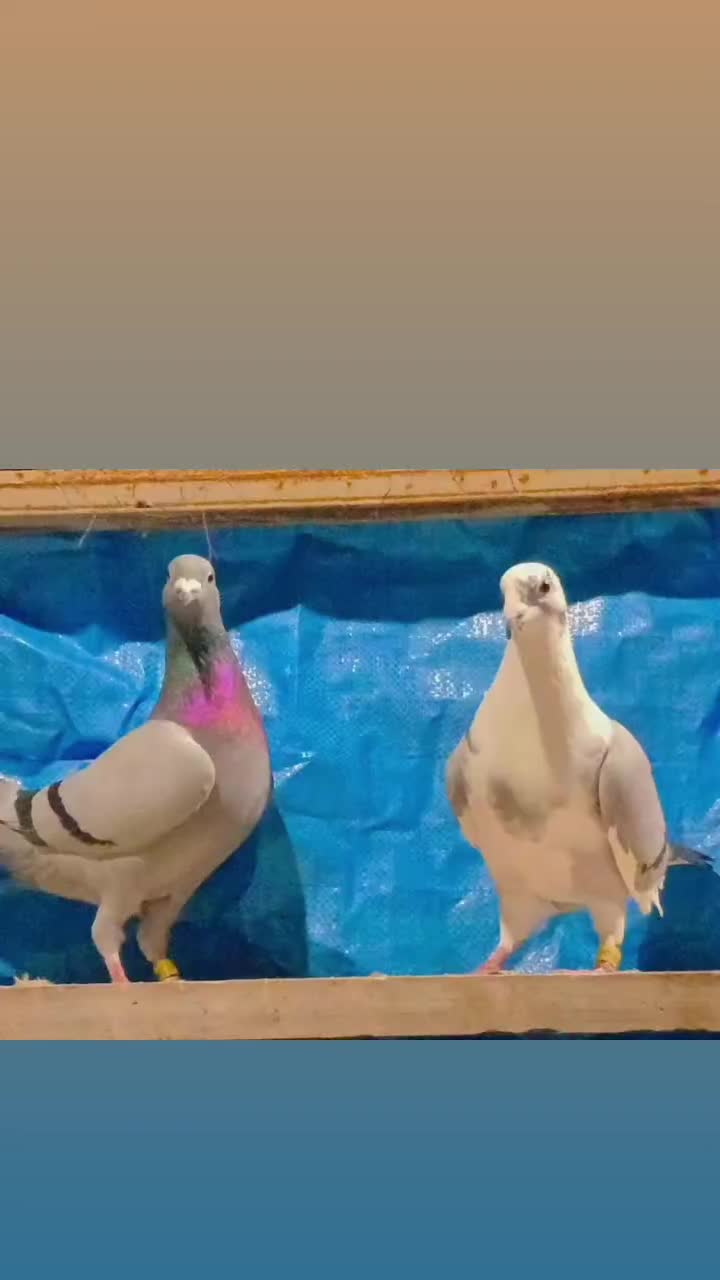 نر ماده دهن خورده شجر دار نسل قهرمان|پرنده|گرگان, |دیوار