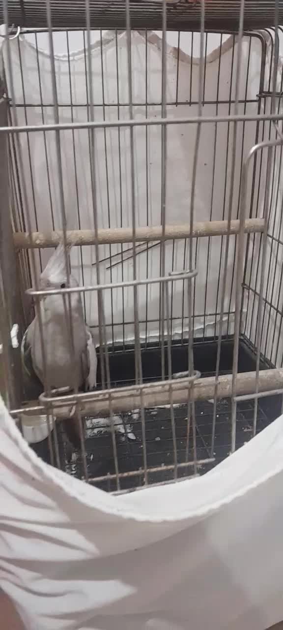 وایتفیس نر|پرنده|تاکستان, |دیوار