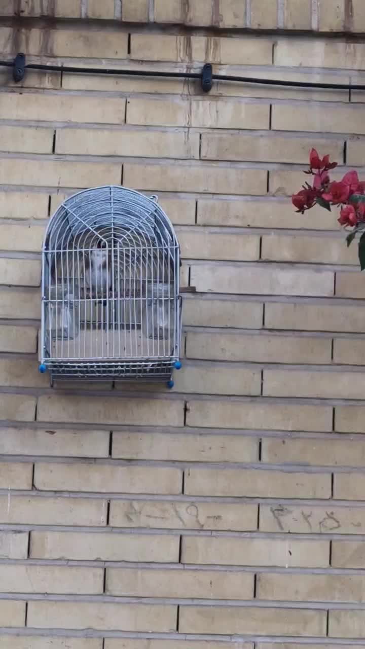 سهره مست|پرنده|یزد, |دیوار