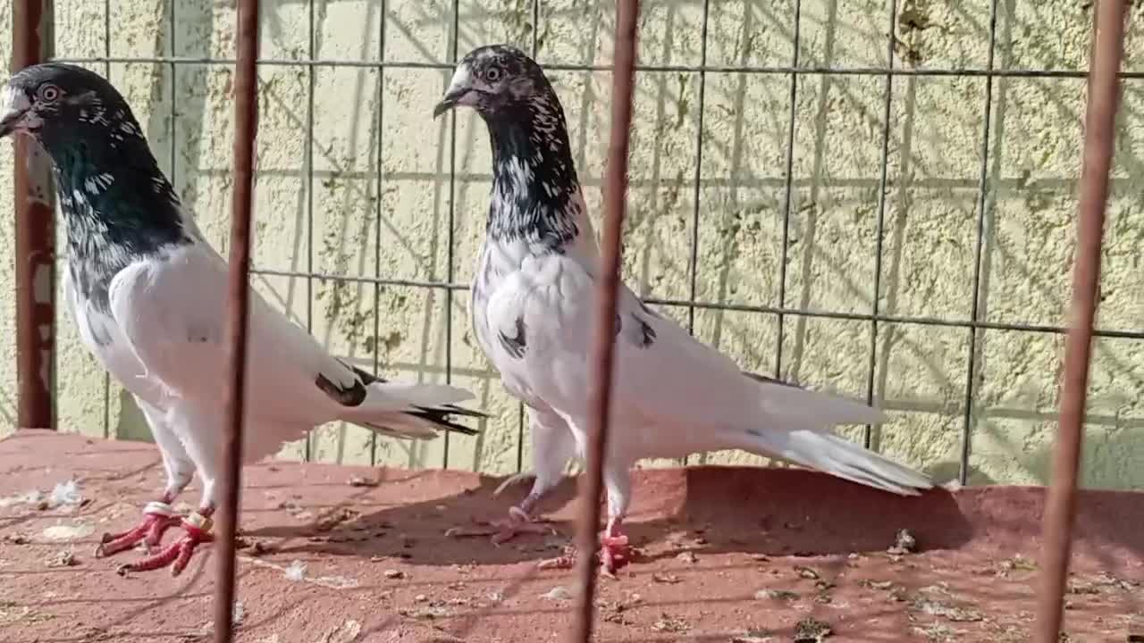 کبوتر پاکستانی تیدی|پرنده|بندرعباس, |دیوار