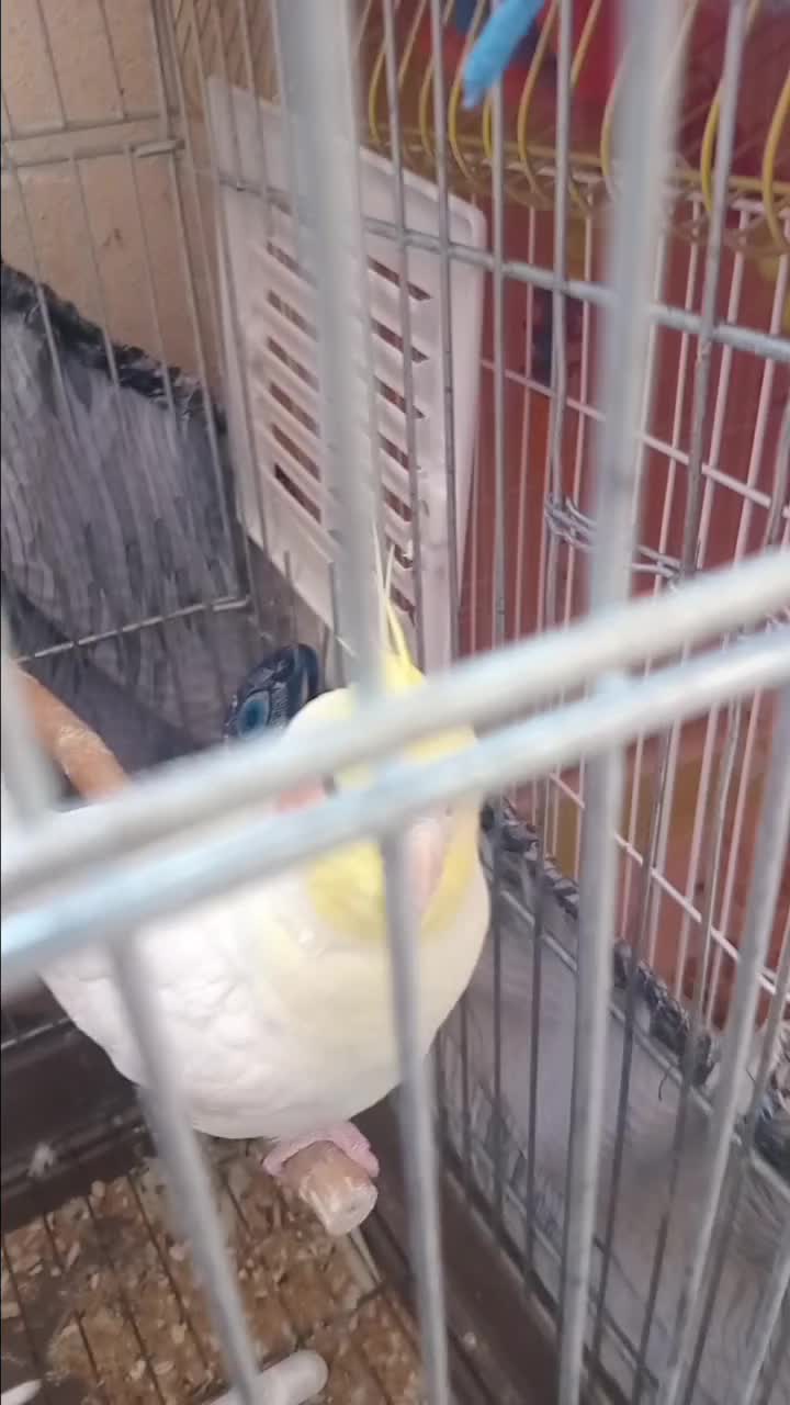 عروس هلندی ماده سخنگو|پرنده|چهارباغ, |دیوار