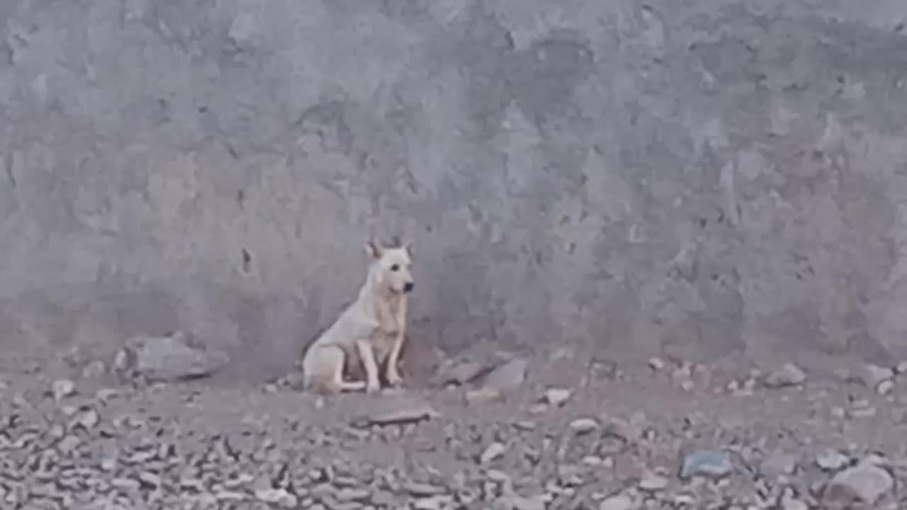 سگ‌‌پاکوتاه ‌زرنگ‌وتیز|سگ|سرولایت, |دیوار