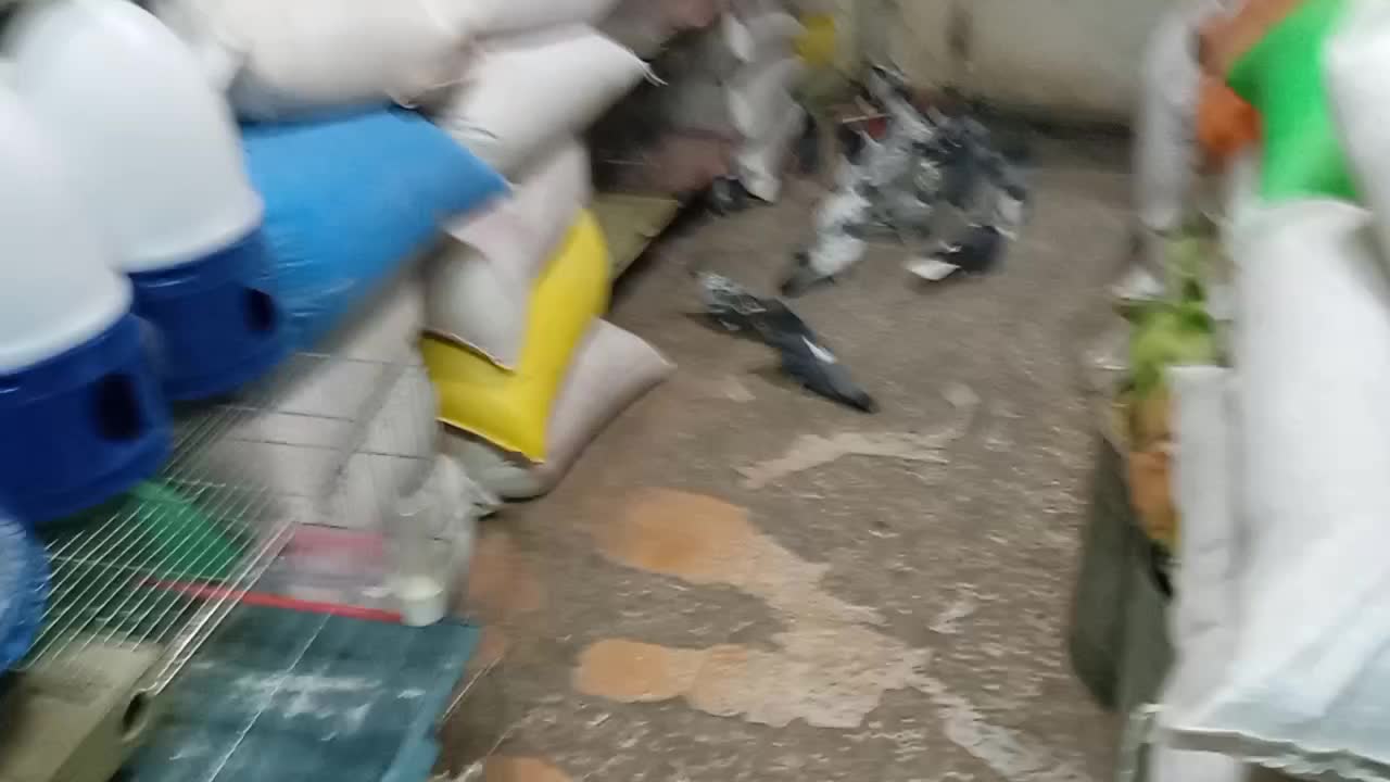 حدود40عدد*کفتر‌‌شهرکردی*پرنده‌سرای‌عیدی*|پرنده|شهرکرد, |دیوار